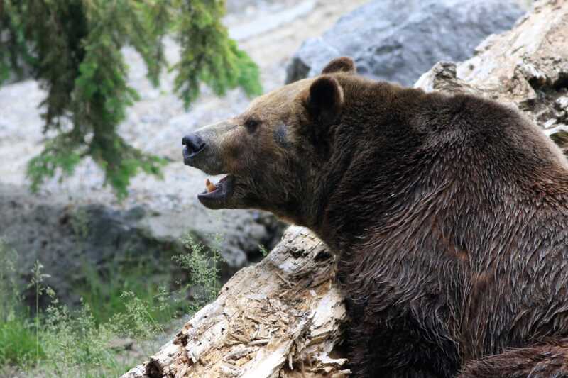 На Сахалине четверо человек подверглись нападению медведя
