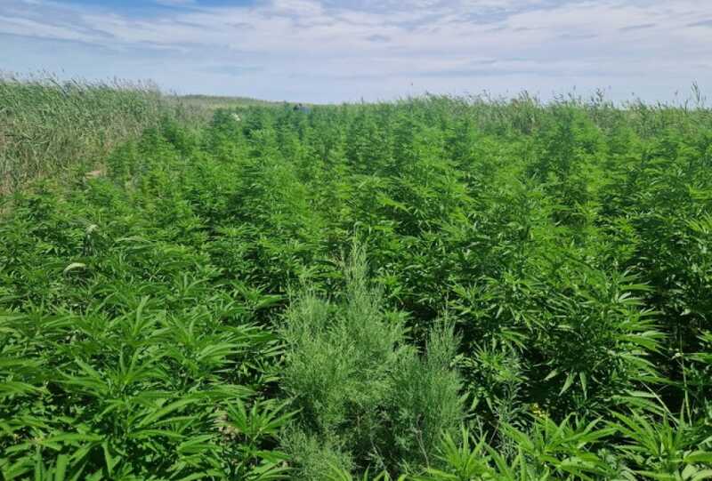 В Приморье полицейские накрыли гигантскую плантацию каннабиса