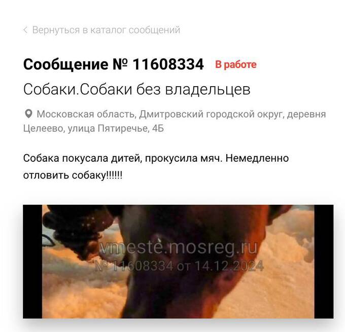 Бродячие собаки продолжают атаковать жителей Подмосковья qqriqeziqhqihdkmp