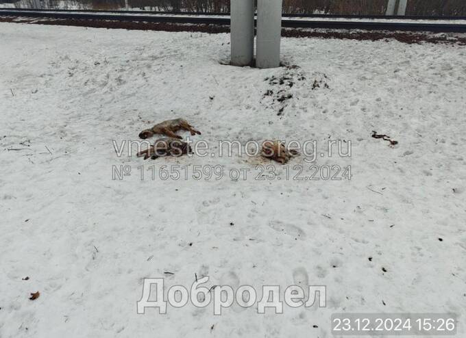 Бродячие собаки продолжают атаковать жителей Подмосковья