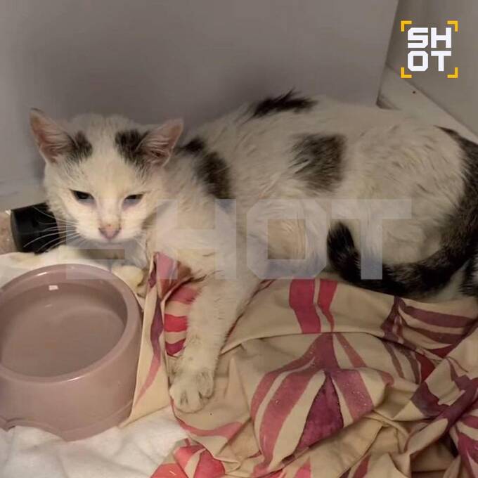 Ветеринар из Красногорска обвиняется в убийстве животных