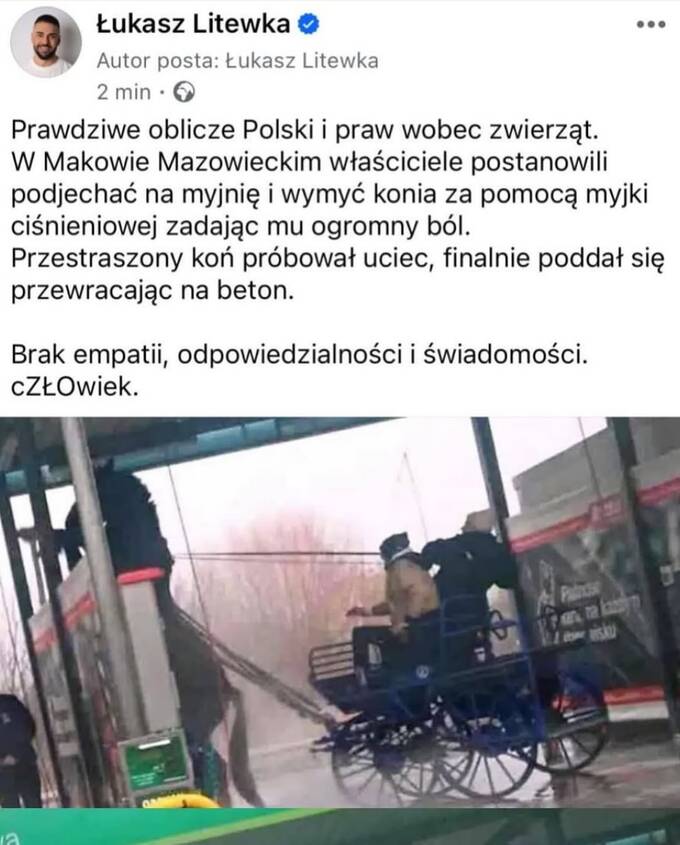 Полиция расследует случай жестокого обращения с лошадью в Польше