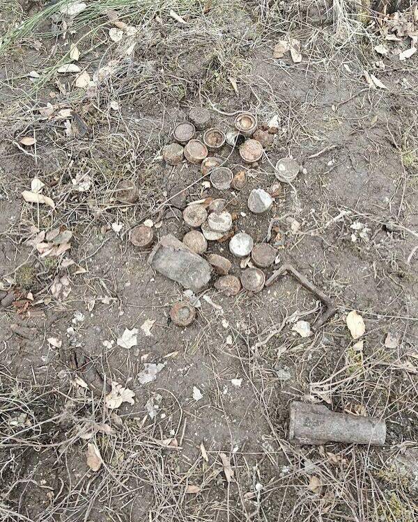 В Польше дикие кабаны выкопали десятки минометных снарядов